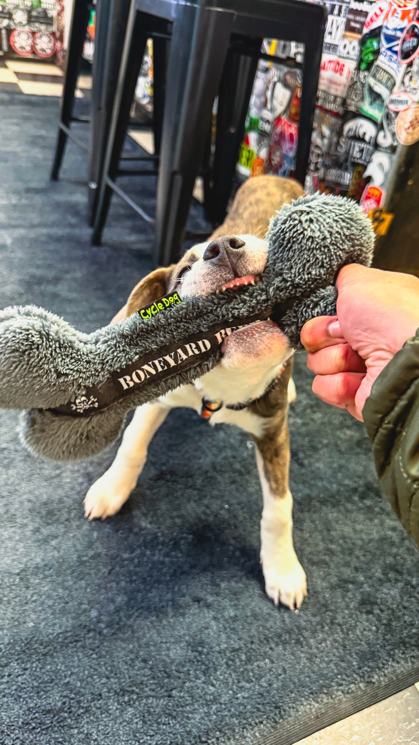 Pet Toy
